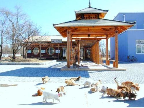 故宫网红流浪猫图片,网红流浪猫的宫廷日常