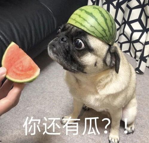 吃瓜系列壁纸,壁纸中的趣味人生